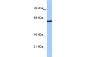 Western Blotting (WB) image for anti-Zinc Finger Protein 350 (ZNF350) antibody (ABIN2461264) (ZNF350 anticorps)