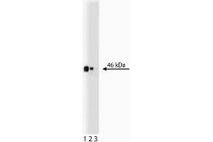 Western blot analysis of CD38 on EB1 lysate. (CD38 anticorps  (AA 171-292))