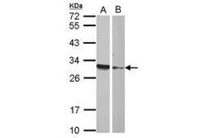 Image no. 1 for anti-High Mobility Group Box 4 (HMGB4) (AA 6-173) antibody (ABIN1498683) (HMGB4 anticorps  (AA 6-173))