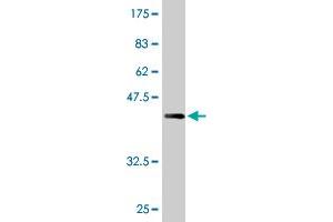 Western Blot detection against Immunogen (36. (AMPD2 anticorps  (AA 86-185))