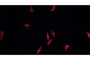 ABIN6268915 staining HeLa cells by IF/ICC. (HSP90AA1 anticorps  (C-Term))