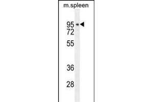 DTL Antibody (Center) (ABIN654926 and ABIN2844569) western blot analysis in mouse spleen tissue lysates (35 μg/lane). (CDT2/RAMP anticorps  (AA 229-256))