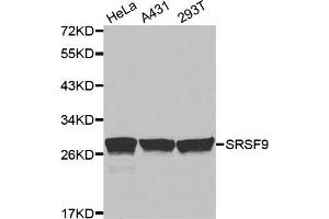 Western Blotting (WB) image for anti-serine/arginine-Rich Splicing Factor 9 (SFRS9) antibody (ABIN1877097) (SFRS9 anticorps)