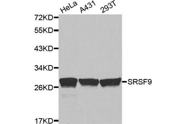 SFRS9 Antikörper