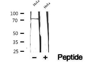 Western blot analysis of extracts of HeLa cells, using FXR1 antibody.
