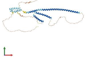 AlphaFold protein structure predicition of Human Recombinant RILP Protein, UniprotID Q96NA2