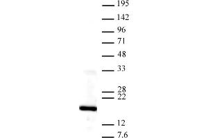 Histone H3K4me3 antibody tested by Western blot. (Histone 3 anticorps  (3meLys4))