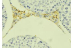 ABIN6279322 at 1/100 staining Mouse testis tissue by IHC-P. (C1QL4 anticorps  (Internal Region))