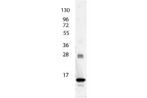 anti-Human IL-3 antibody shows detection of a band ~15 kDa in size corresponding to recombinant human IL-3. (IL-3 anticorps)