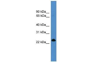 WB Suggested Anti-TNFSF4 Antibody Titration: 0. (TNFSF4 anticorps  (Middle Region))