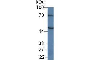 Western blot analysis of Mouse Pancreas lysate, using Human MEF2A Antibody (1 µg/ml) and HRP-conjugated Goat Anti-Rabbit antibody ( (MEF2A anticorps  (AA 1-162))