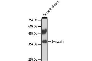 Syntaxin 1B anticorps