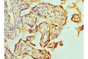Immunohistochemistry of paraffin-embedded human placenta tissue using ABIN7142463 at dilution of 1:100