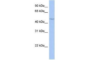 WB Suggested Anti-CYP27C1 Antibody Titration: 0. (CYP27C1 anticorps  (Middle Region))