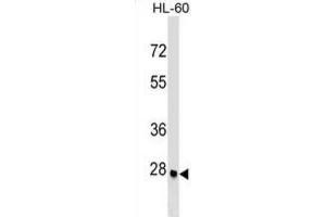 Western Blotting (WB) image for anti-Arginine-Fifty Homeobox (ARGFX) antibody (ABIN2999638) (ARGFX anticorps)