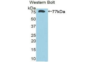 Detection of Recombinant DIO3, Rat using Polyclonal Antibody to Deiodinase, Iodothyronine, Type III (DIO3)