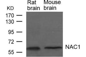 Western blot analysis of extracts from Rat and Mouse brain tissue using NAC1 Antibody.