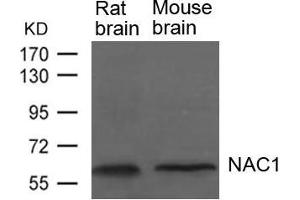 Western blot analysis of extracts from Rat and Mouse brain tissue using NAC1 Antibody. (NAC1 anticorps)