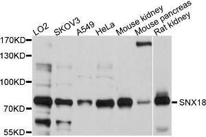 Western blot analysis of extract of various cells, using SNX18 antibody. (SNX18 anticorps)