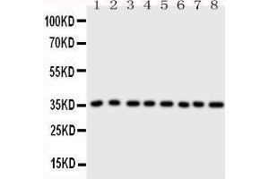 Western Blotting (WB) image for anti-Annexin A3 (ANXA3) (AA 124-141), (Middle Region) antibody (ABIN3043176) (Annexin A3 anticorps  (Middle Region))