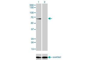 Western blot analysis of GALNT6 over-expressed 293 cell line, cotransfected with GALNT6 Validated Chimera RNAi (Lane 2) or non-transfected control (Lane 1). (GALNT6 anticorps  (AA 523-622))