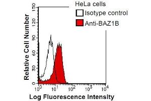 HeLa cells were fixed in 2% paraformaldehyde/PBS and then permeabilized in 90% methanol. (BAZ1B anticorps)