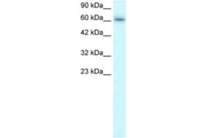 Western Blotting (WB) image for anti-TRAF-Type Zinc Finger Domain Containing 1 (TRAFD1) antibody (ABIN2460586) (TRAFD1 anticorps)