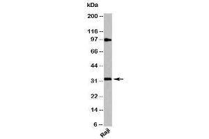Western blot testing of human samples with MyD88 antibody at 4ug/ml. (MYD88 anticorps  (C-Term))