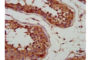 IHC image of ABIN7143538 diluted at 1:700 and staining in paraffin-embedded human testis tissue performed on a Leica BondTM system. (SLC25A5 anticorps  (AA 144-175))