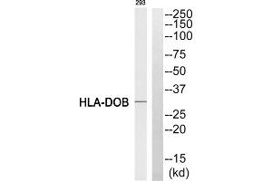 Western blot analysis of extracts from 293 cell, using HLA-DOB antibody. (HLA-DOB anticorps  (N-Term))
