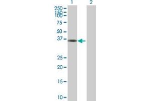 Western Blot analysis of MPPED1 expression in transfected 293T cell line by MPPED1 MaxPab polyclonal antibody. (MPPED1 anticorps  (AA 1-326))
