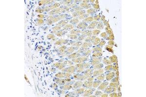 Immunohistochemistry of paraffin-embedded mouse stomach using OGFR antibody at dilution of 1:100 (x40 lens). (OGFR anticorps)