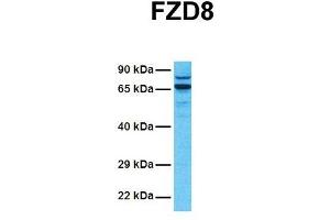 Host:  Rabbit  Target Name:  FZD8  Sample Tissue:  Human 721_B  Antibody Dilution:  1. (FZD8 anticorps  (N-Term))