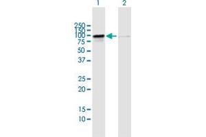 Western Blot analysis of RIOK1 expression in transfected 293T cell line by RIOK1 MaxPab polyclonal antibody.