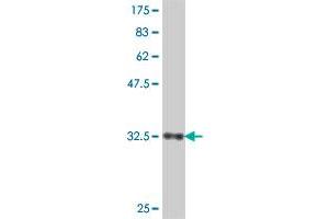 Western Blot detection against Immunogen (35.