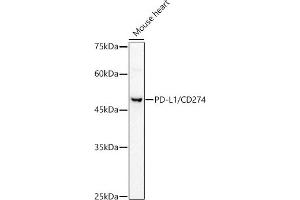 Western blot analysis of extracts of Mouse heart, using PD-L1/CD274 antibody (ABIN3022311, ABIN3022312, ABIN1512699, ABIN1513883 and ABIN6218729) at 1:500 dilution.