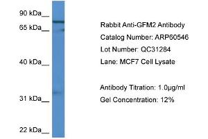 WB Suggested Anti-GFM2  Antibody Titration: 0. (GFM2 anticorps  (C-Term))