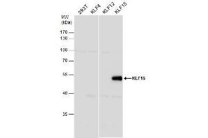 WB Image KLF15 antibody [N1], N-term detects KLF15 protein by western blot analysis. (KLF15 anticorps  (N-Term))