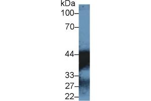 Western Blot; Sample: Human Lung lysate; ;Primary Ab: 1µg/ml Rabbit Anti-Human MDH1 Antibody;Second Ab: 0. (MDH1 anticorps  (AA 2-334))