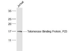 Jurkat lysates probed with Telomerase Binding Protein, P23 Polyclonal Antibody, Unconjugated  at 1:500 dilution and 4˚C overnight incubation.