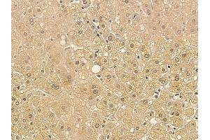SPCS3 Mouse Monoclonal Antibody at 1/100 staining human normal liver tissue by IHC-P.