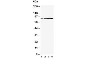 Western blot testing of PI3K antibody and Lane 1:  MCF-7