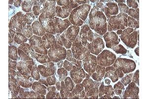 Image no. 2 for anti-Mitogen-Activated Protein Kinase Kinase 1 (MAP2K1) antibody (ABIN1499381)