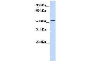 C7ORF42 antibody used at 1 ug/ml to detect target protein. (C7orf42 anticorps  (N-Term))