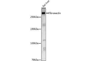 Western blot analysis of extracts of Rat liver, using Fibronectin Rabbit pAb antibody (ABIN7267194) at 1:1000 dilution. (Fibronectin 1 anticorps  (AA 2200-2355))