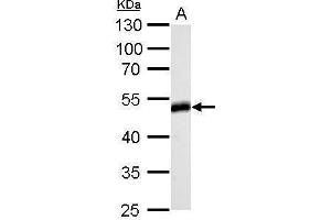 WB Image Homer antibody detects HOMER1 protein by Western blot analysis.