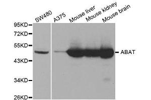 Western blot analysis of extracts of various cell lines, using ABAT antibody. (ABAT anticorps  (AA 29-300))