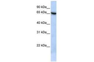 Image no. 1 for anti-Transmembrane Protein 259 (TMEM259) (N-Term) antibody (ABIN6741406) (Membralin anticorps  (N-Term))