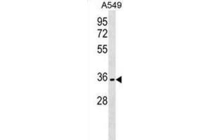 Western Blotting (WB) image for anti-Olfactory Receptor, Family 51, Subfamily B, Member 6 (OR51B6) antibody (ABIN3000039) (OR51B6 anticorps)