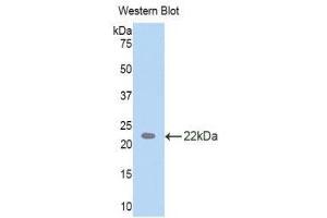 Western Blotting (WB) image for anti-TAR DNA Binding Protein (TARDBP) (AA 104-262) antibody (ABIN1860693) (TARDBP anticorps  (AA 104-262))